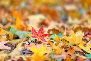 Beautiful maple leaves in the park in autumn