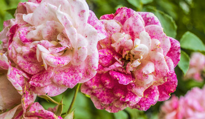 Pink white blooming blossom roses on branch of green bush close up in spring summer garden