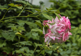 Pink and white blooming blossom roses flowers on branch of bush in summer spring garden