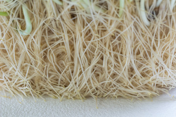 Roots and stems of sprouted oats. Natural food.