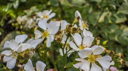 Blooming white flowers in spring summer garden macro