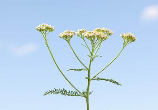 Blooming on meadow yarrow