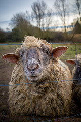 on a meadow stand wool sheep with a dirty thick sheepskin