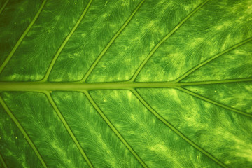 The back of a tree leaf in the sun