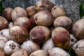many coconuts pile in one place under the open air. tropical fruit pattern