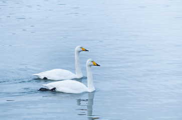 Naklejka na ściany i meble Two geese swimming at a blue-white winter water background. Narrow light, cloudy weather. Yellow beaks, birds pedalling. Stockholm, Sweden.