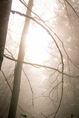Mystic autumn fog scenery