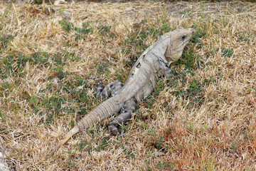 Iguana w Meksyku © Miroslaw