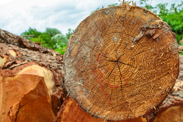 Naklejka premium orange beige trunk pine end of log annual rings logging background