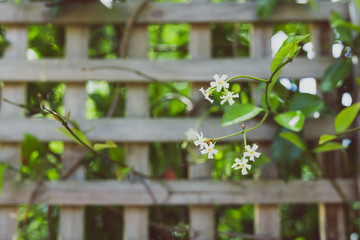 jasmin plant with tiny white flowers surrounded by greenery and fence bokeh outdoor in sunny backyard