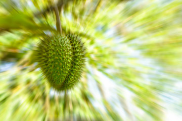 large durian whole fruit prickly royal fruit of thailand asia tropical plant effect movement speed design copy space