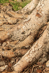 banyan tropical tree roots vertical pattern natural background close-up
