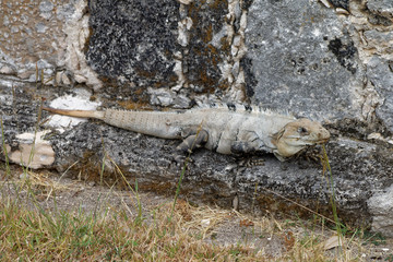 Iguana w Meksyku