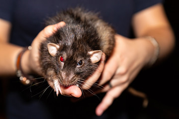 black rat in the hands of a man with a bright red bloody eye looks predatory into cameras