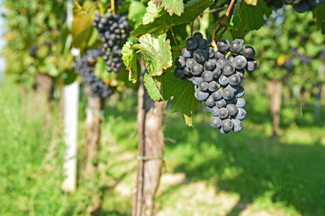 Fototapeta premium Wine grapes on the vine in Austria.