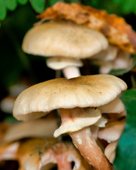 Champignons sylvestres à Simandre-sur-Suran, Ain, France