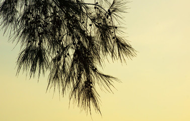 pine branch on a background of yellow sky. graphic tree branch on a yellow background. black pine branch. unusual sky