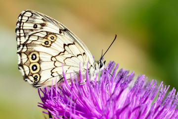 Closeup   beautiful butterflies sitting on the flower.