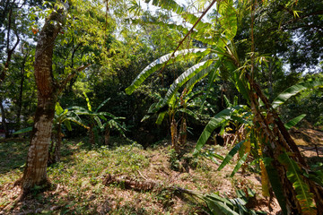 Kaskady Agua Azul  w Meksyku