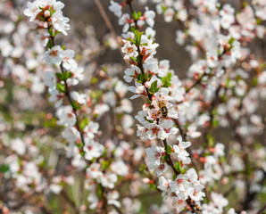 blooming cherry tree in spring. branch of a tree. trees in the spring