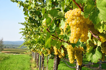 a lot of Green Veltliner on the vine  (German is Grüner Veltliner)white wine grape variety in Austria