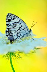 Closeup   beautiful butterflies sitting on the flower.