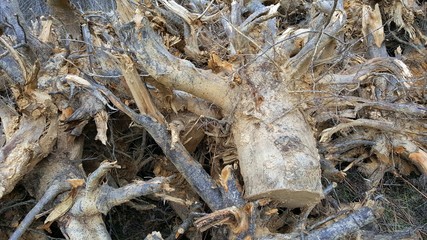old apple tree trunk and roots