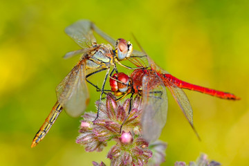 Macro shots, showing of eyes dragonfly and wings detail. Beautiful dragonfly in the nature habitat.