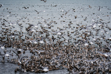Thousands of  seagull flocking together on the sea. White Rock    BC Canada    November 28th 2019