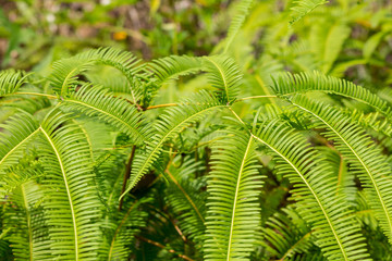 bushy fern bush seasonal forest background green bright natural base