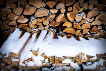 pile of logs in the forest