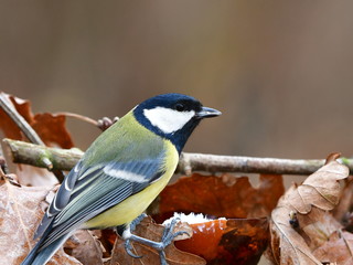 close up of great tit bird during winter,Czech republic