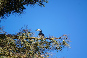 The oriental pied hornbill (Anthracoceros albirostris), The species is considered to be among the...