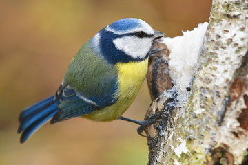 CUTE BLUE TIT  IN WINTER NEAR FEEDER