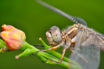 Macro shots, showing of eyes dragonfly and wings detail. Beautiful dragonfly in the nature habitat.