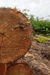 logs pine part tree closeup old rough dark beige background sawmill