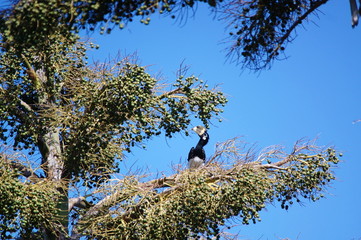 The oriental pied hornbill (Anthracoceros albirostris), The species is considered to be among the smallest and most common of the Asian hornbills, its natural habitat is subtropical or tropical.