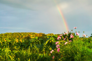 Naklejka premium Rainbow over Field of Pink Flowers