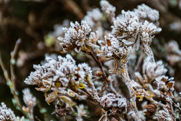 frozen flowers with ice crystals