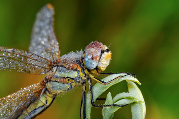 Macro shots, showing of eyes dragonfly and wings detail. Beautiful dragonfly in the nature habitat.