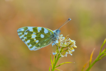 Closeup   beautiful butterflies sitting on the flower.