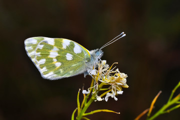 Closeup   beautiful butterflies sitting on the flower.