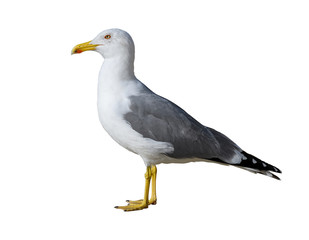 Obraz premium Seagull isolated on white background