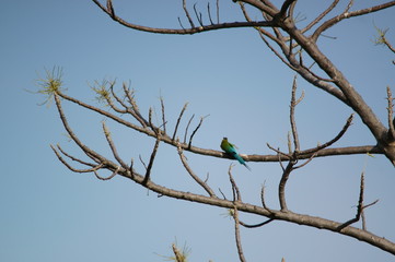 The blue-tailed bee-eater (Merops philippinus) is a near passerine bird in the bee-eater family Meropidae, of the genus Merops. It breeds in southeastern Asia.