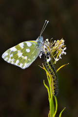 Closeup   beautiful butterflies sitting on the flower.