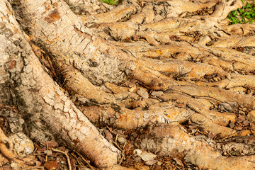 pattern banyan root light brown asia tree background flora