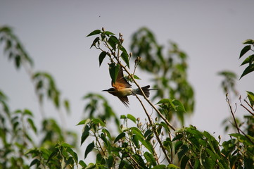 The blue-tailed bee-eater (Merops philippinus) is a near passerine bird in the bee-eater family Meropidae, of the genus Merops. It breeds in southeastern Asia.