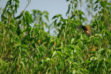 The blue-tailed bee-eater (Merops philippinus) is a near passerine bird in the bee-eater family Meropidae, of the genus Merops. It breeds in southeastern Asia.