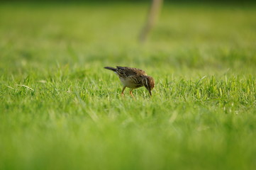 The Australasian pipit (Anthus novaeseelandiae) is a fairly small passerine bird of country in Australia, New Zealand and New Guinea. It belongs to the pipit genus Anthus in the family Motacillidae.
