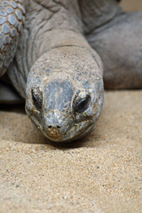 Aldabra-Riesenschildkroete